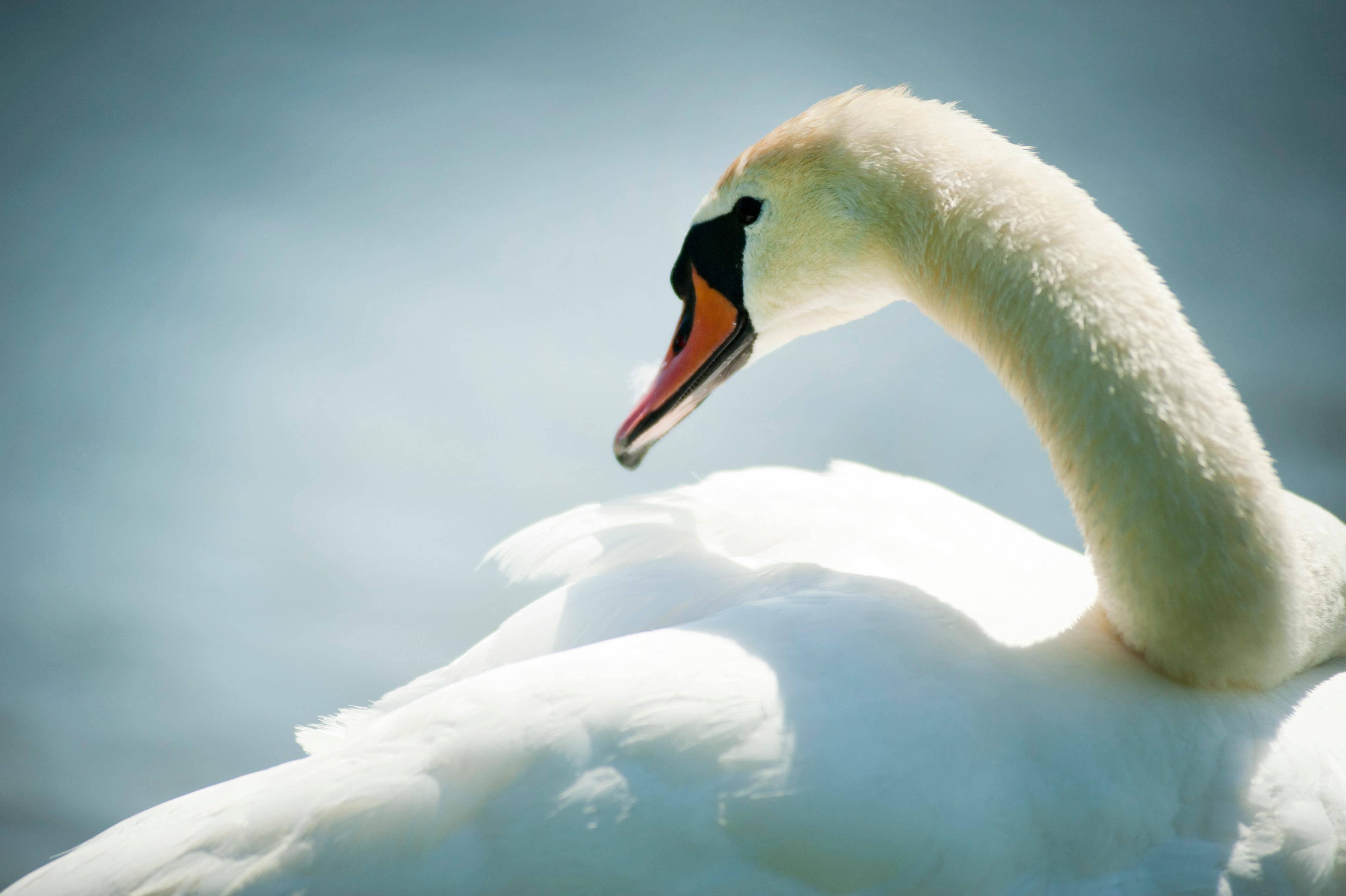 Free Swan & HD Image