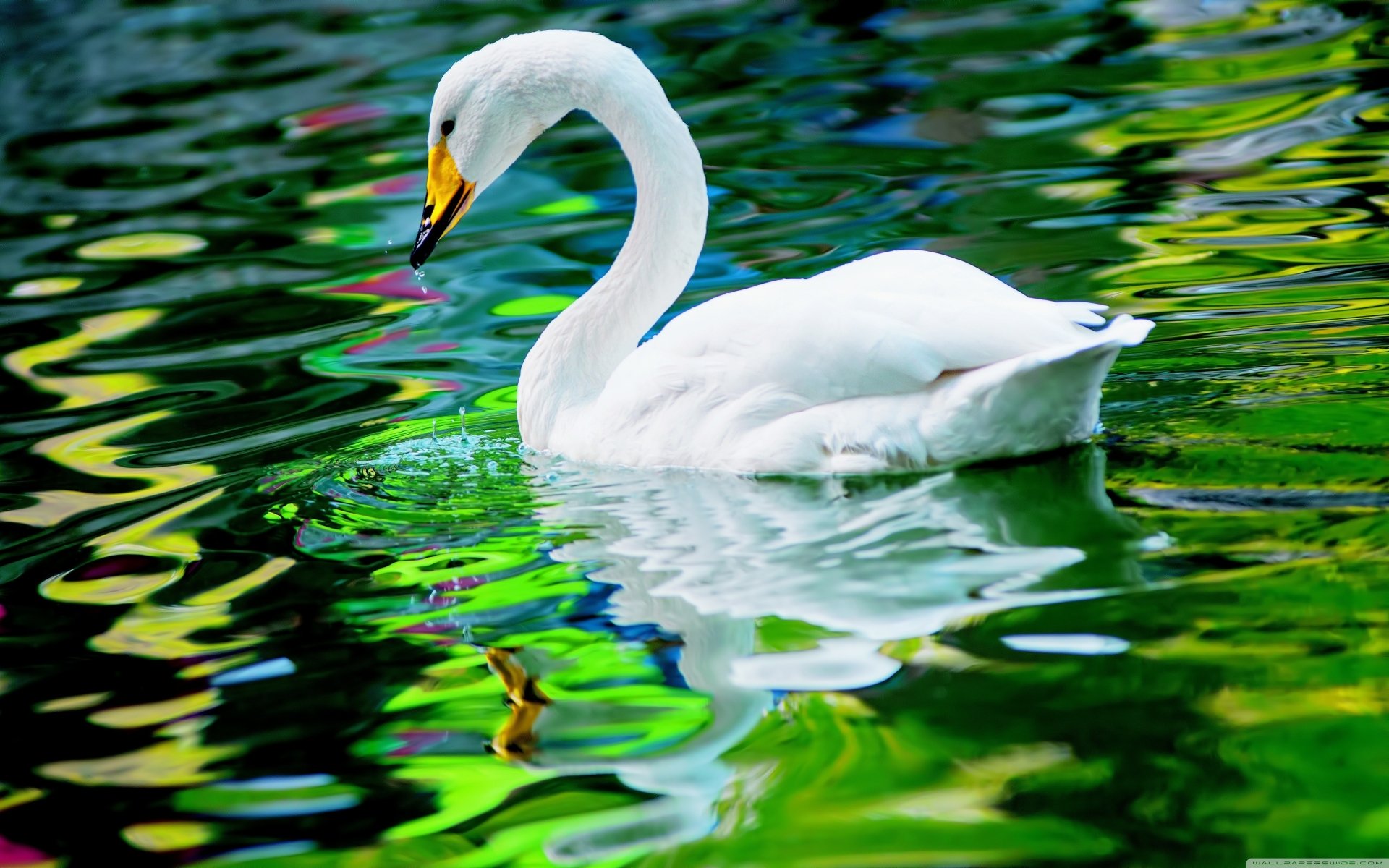 Download Close Up Reflection Water Swan