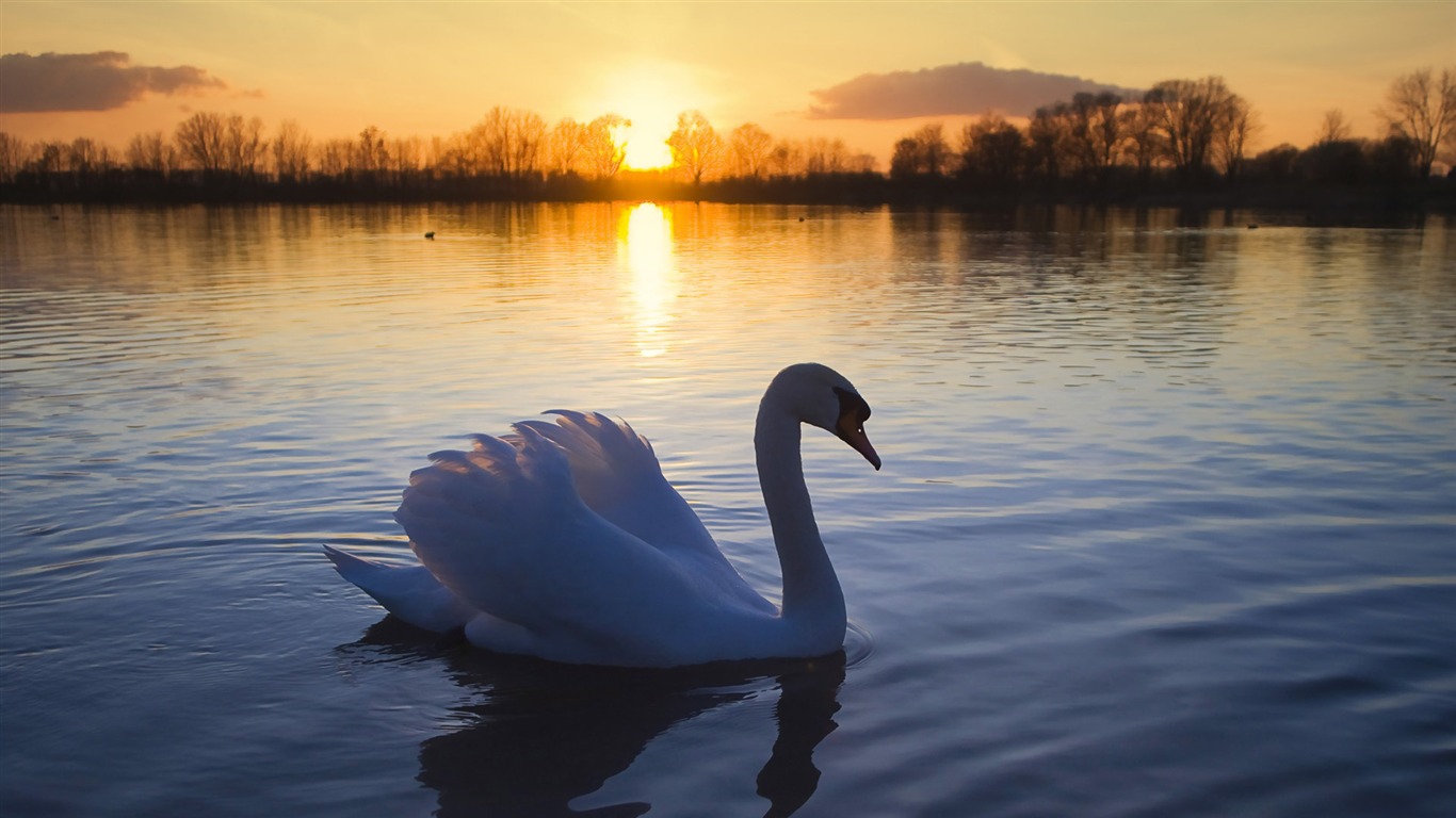 Swan Birds Desktop Wallpaper