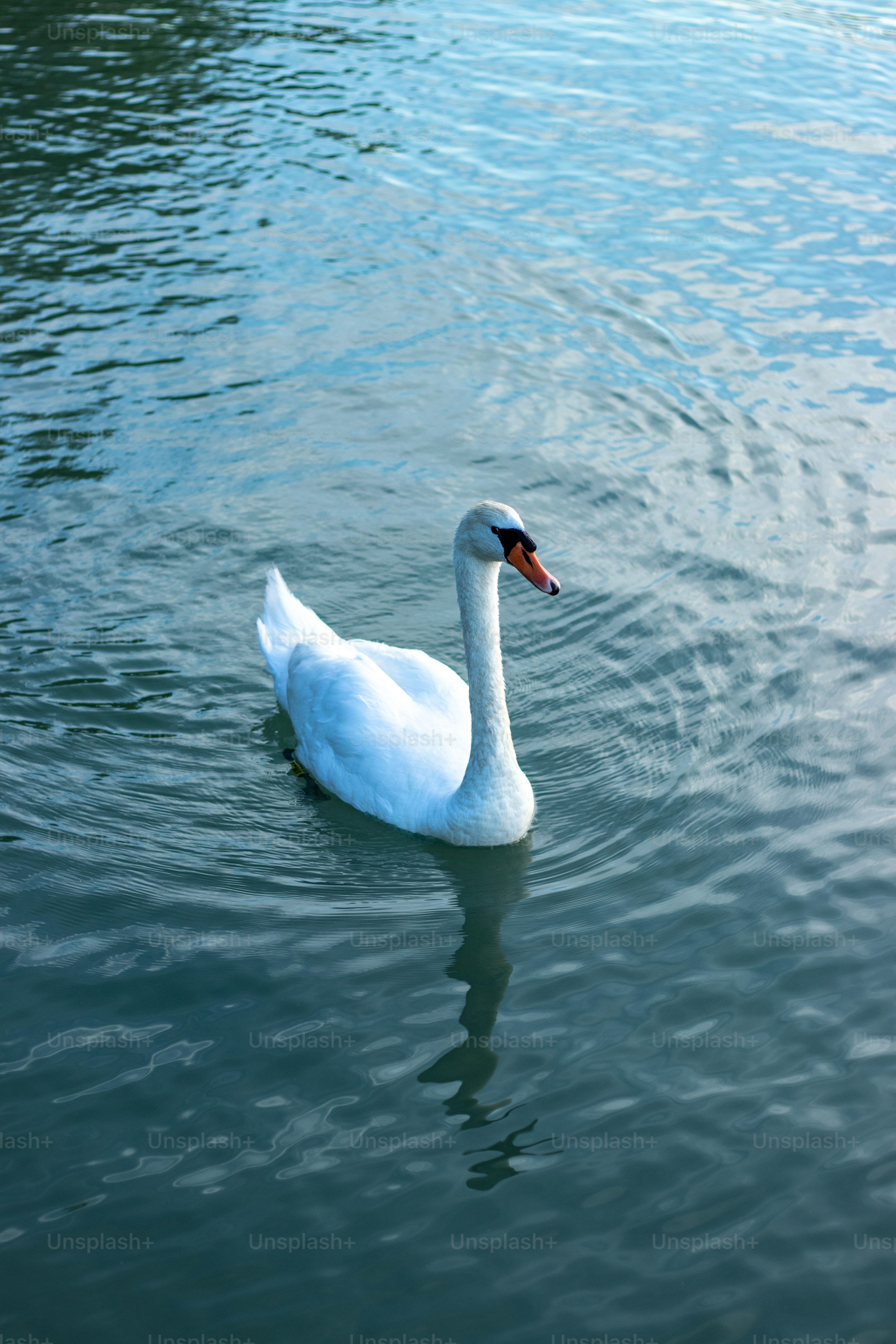 Swan Picture [HD]. Download Free