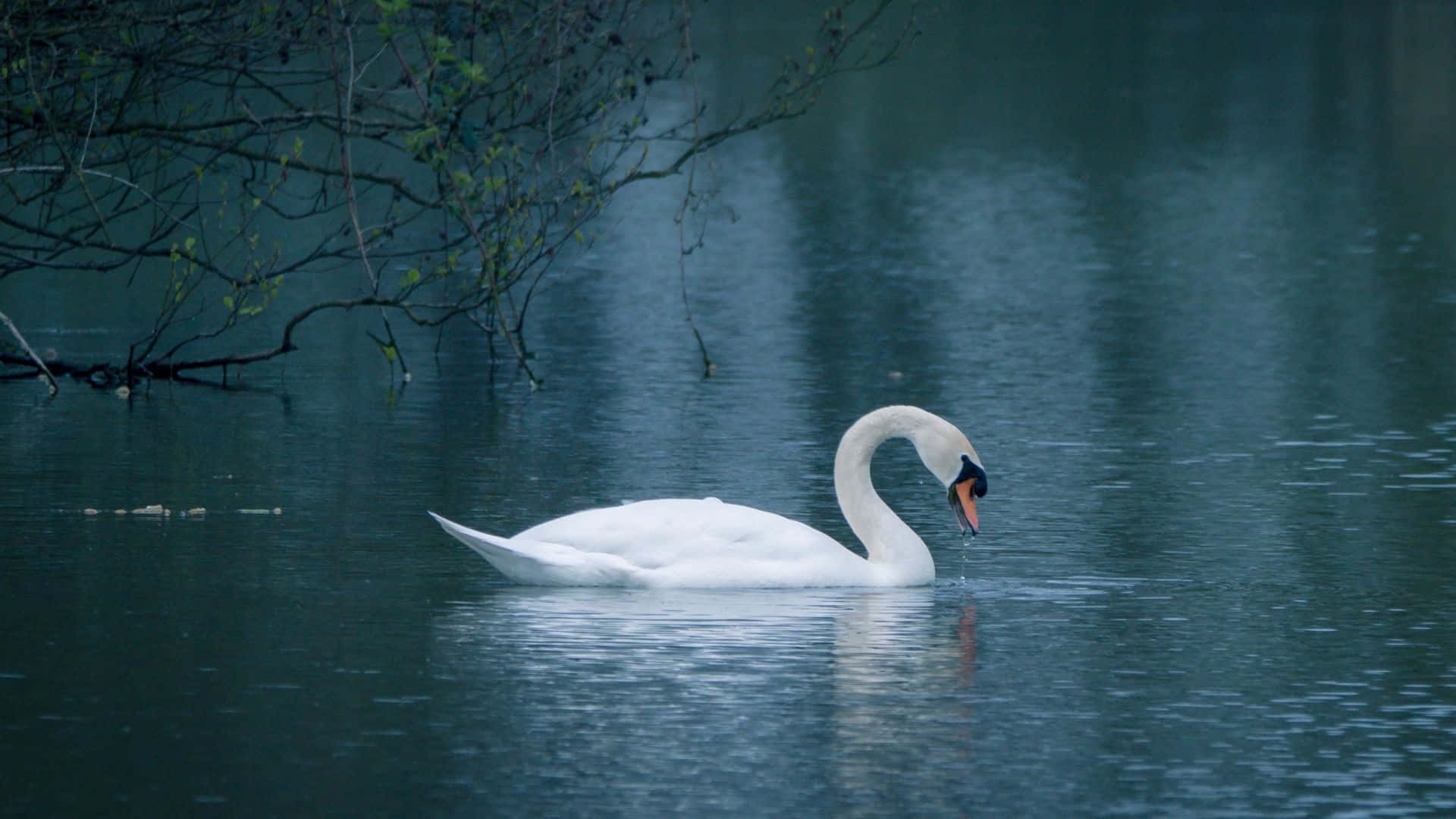 Swan Picture