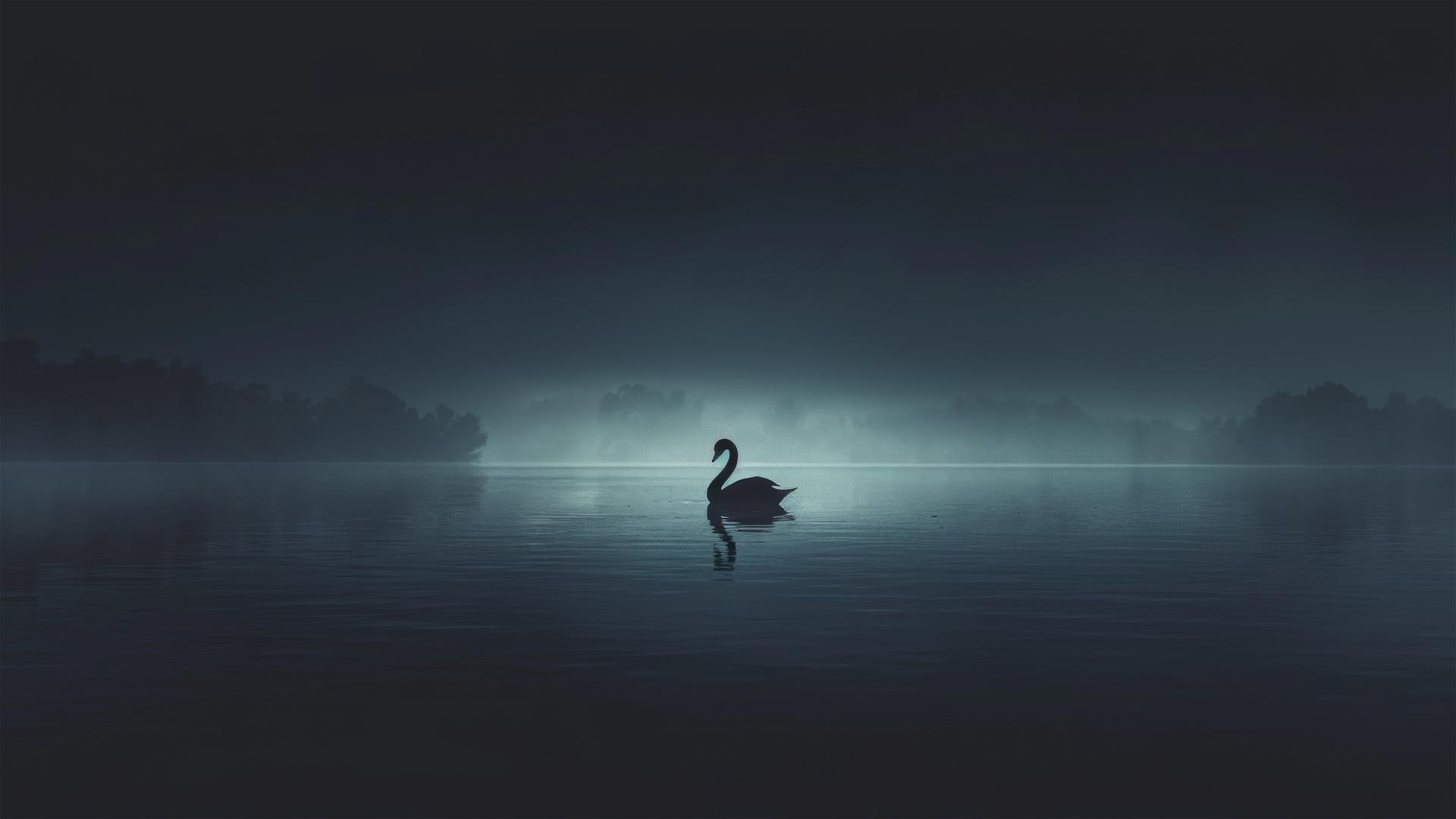 4K HD Wallpaper: Swans