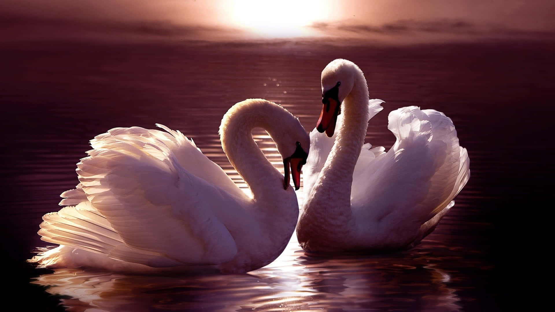 Swan Picture