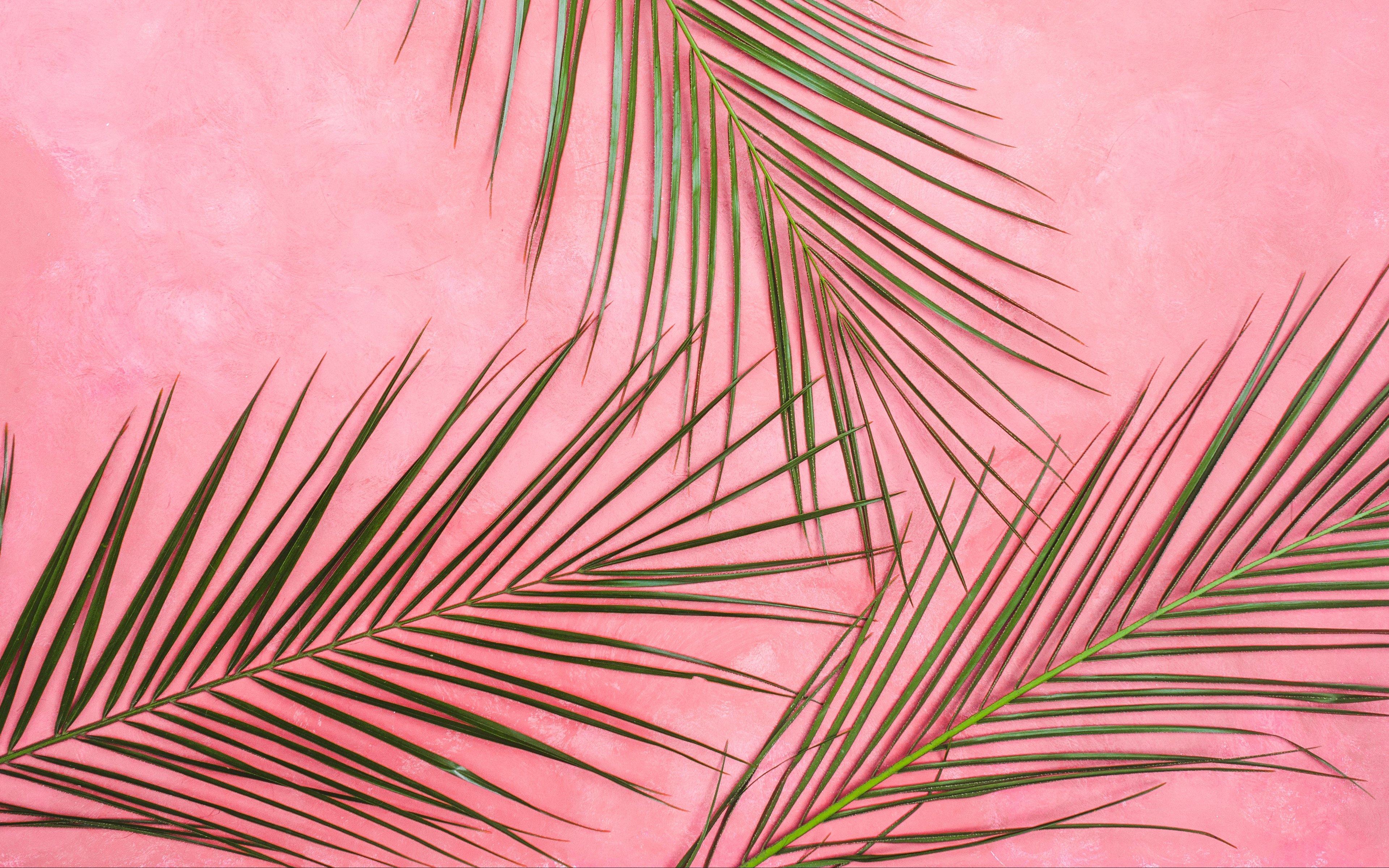 Palms in pastel pink wall Wallpaper 4k