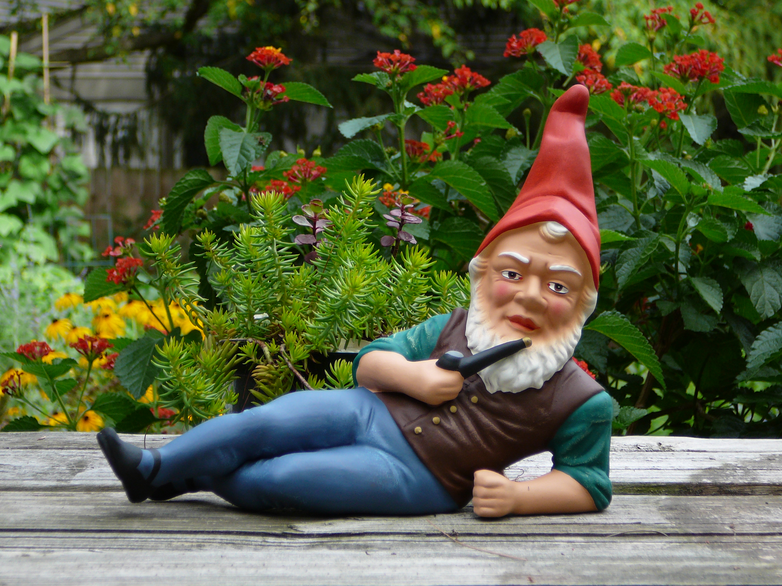 Download Garden Gnome wallpaper