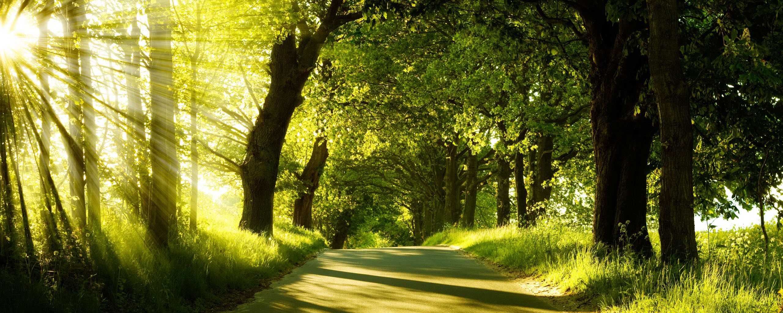 Green Nature Dual Monitor Other Desktop