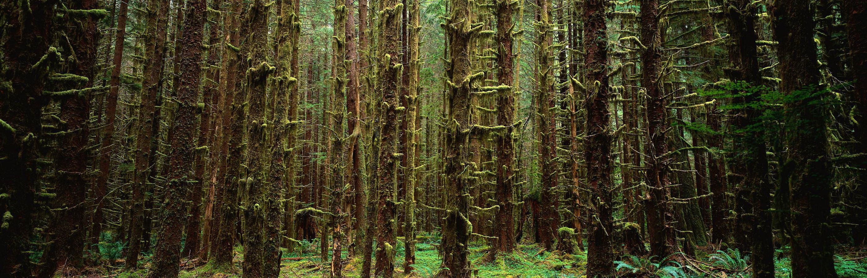 Nature Tree Trunk Dual Monitors