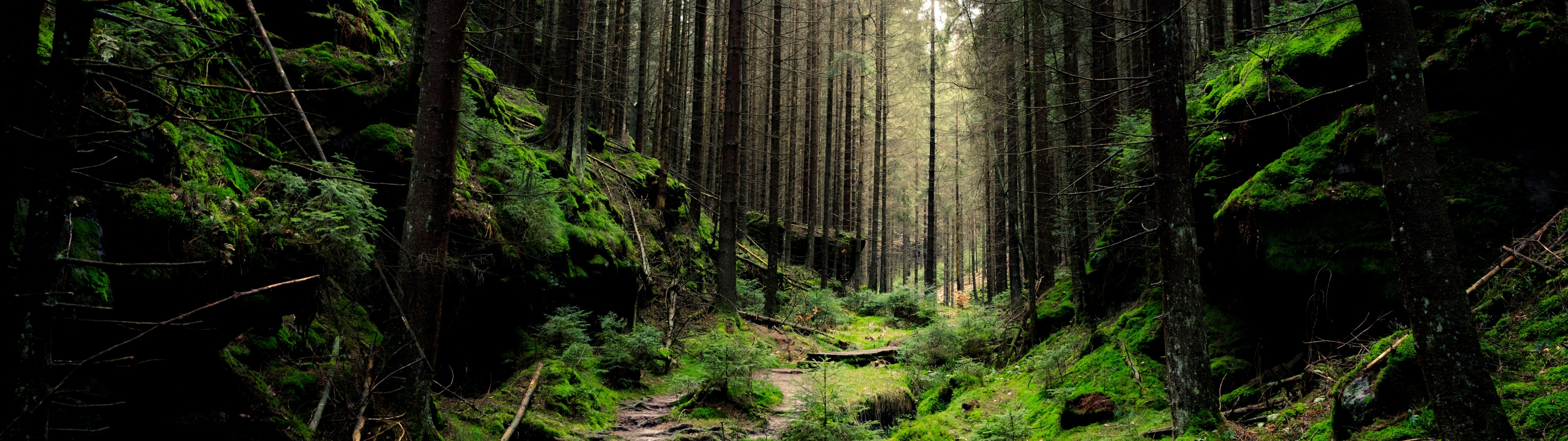Green Forest Wallpaper