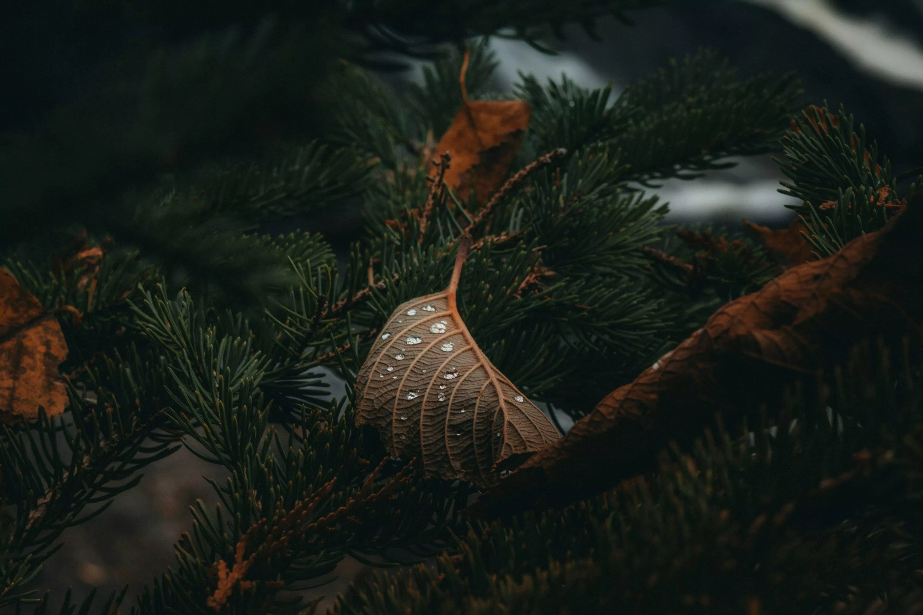 Fall Aesthetic Picture. Download Free