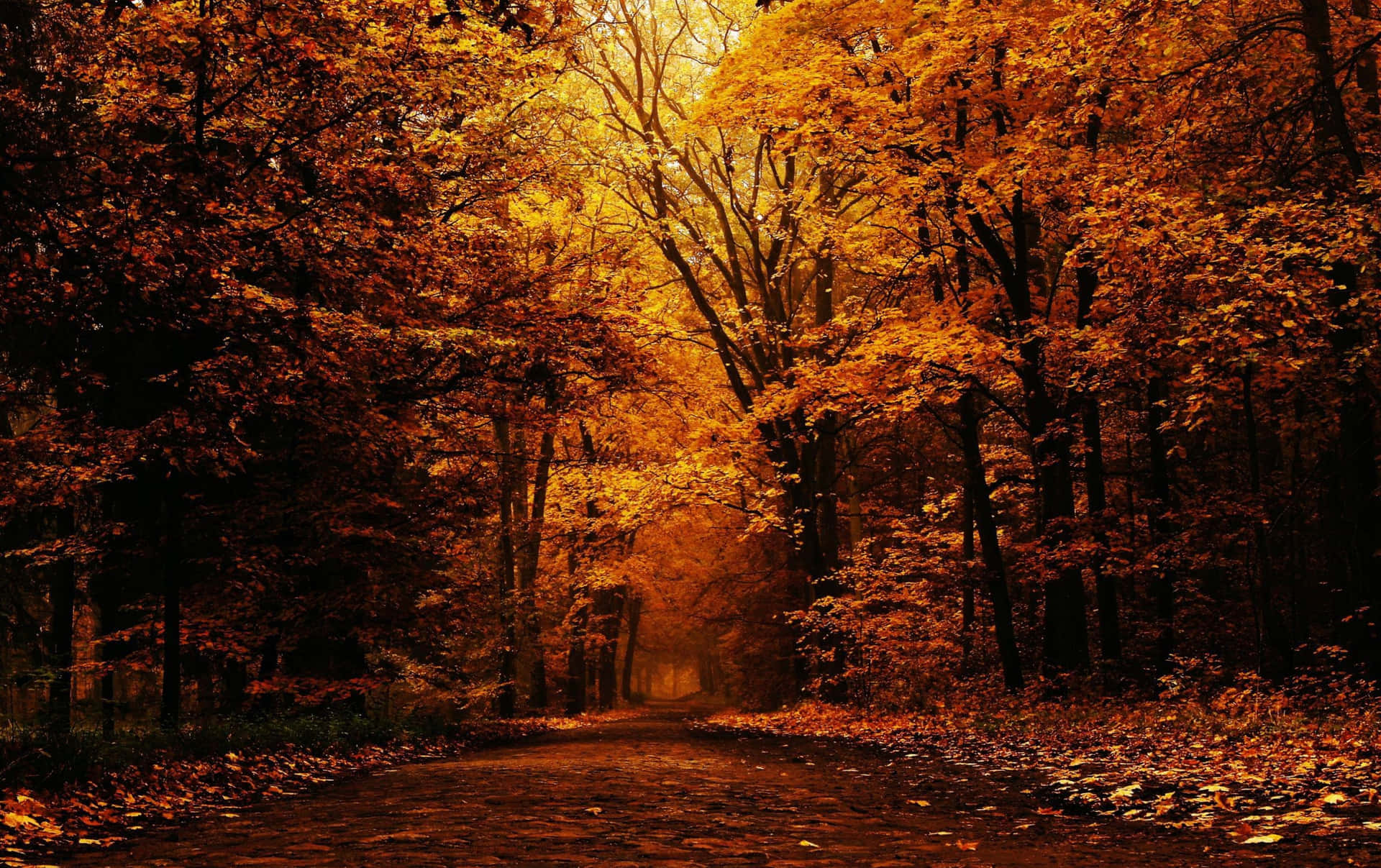 Aesthetic Fall Picture