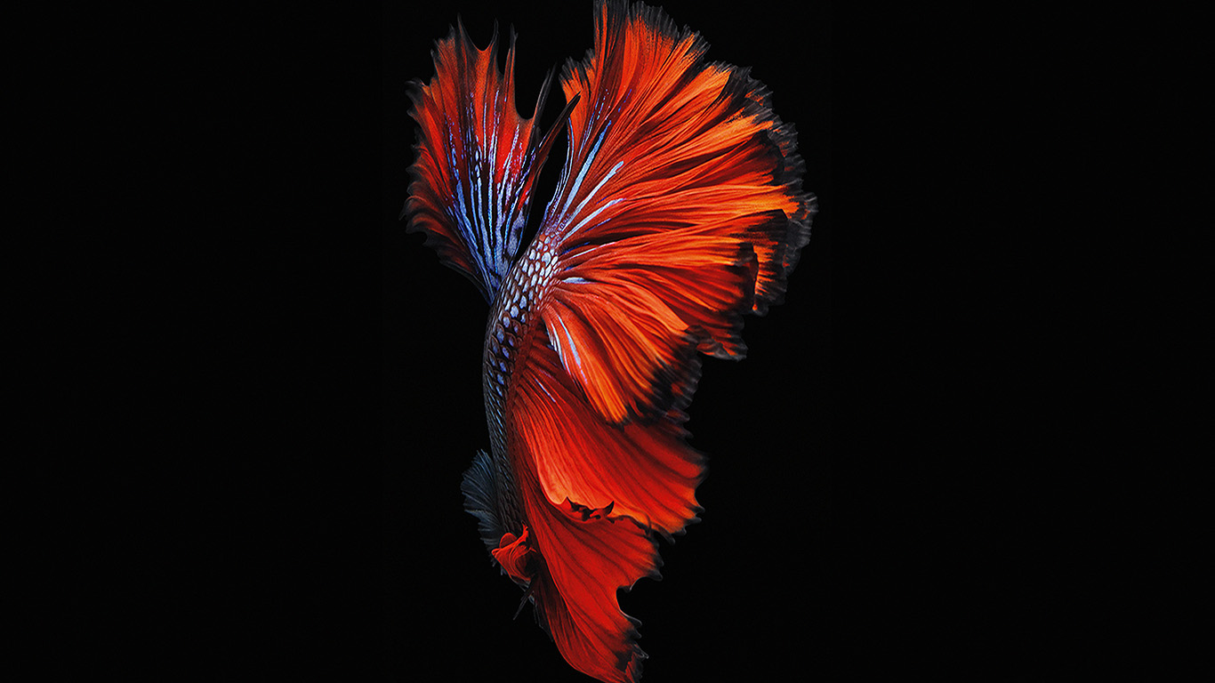 Apple Ios9 Fish Live Background