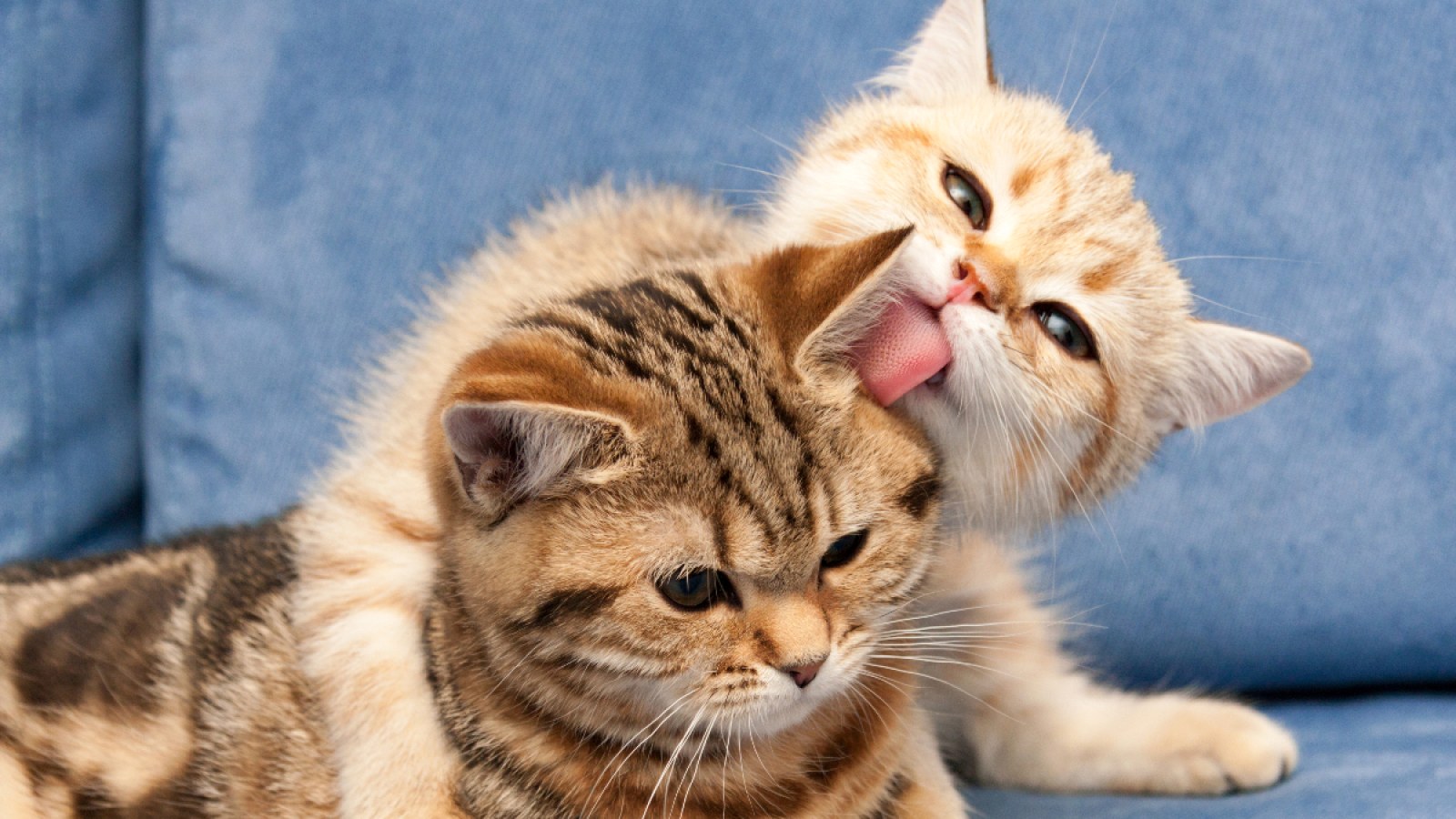 Internet Gushes Over Cats Cuddling