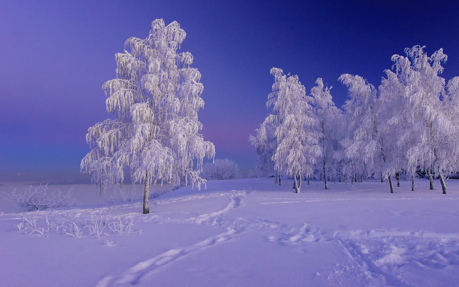 Landscape Frost Snow Tree Nature Winter