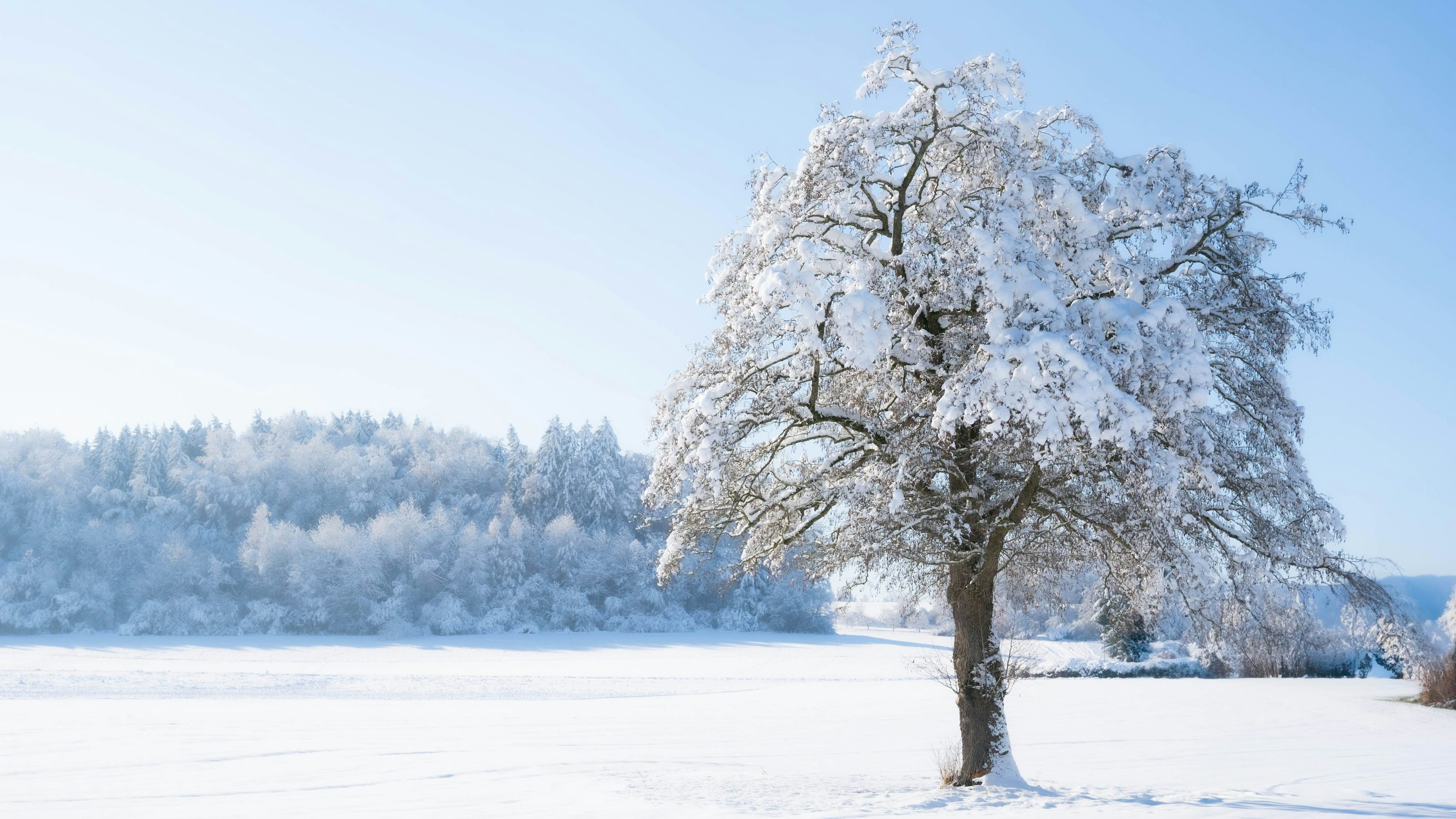 50,Snow Covered Tree Picture