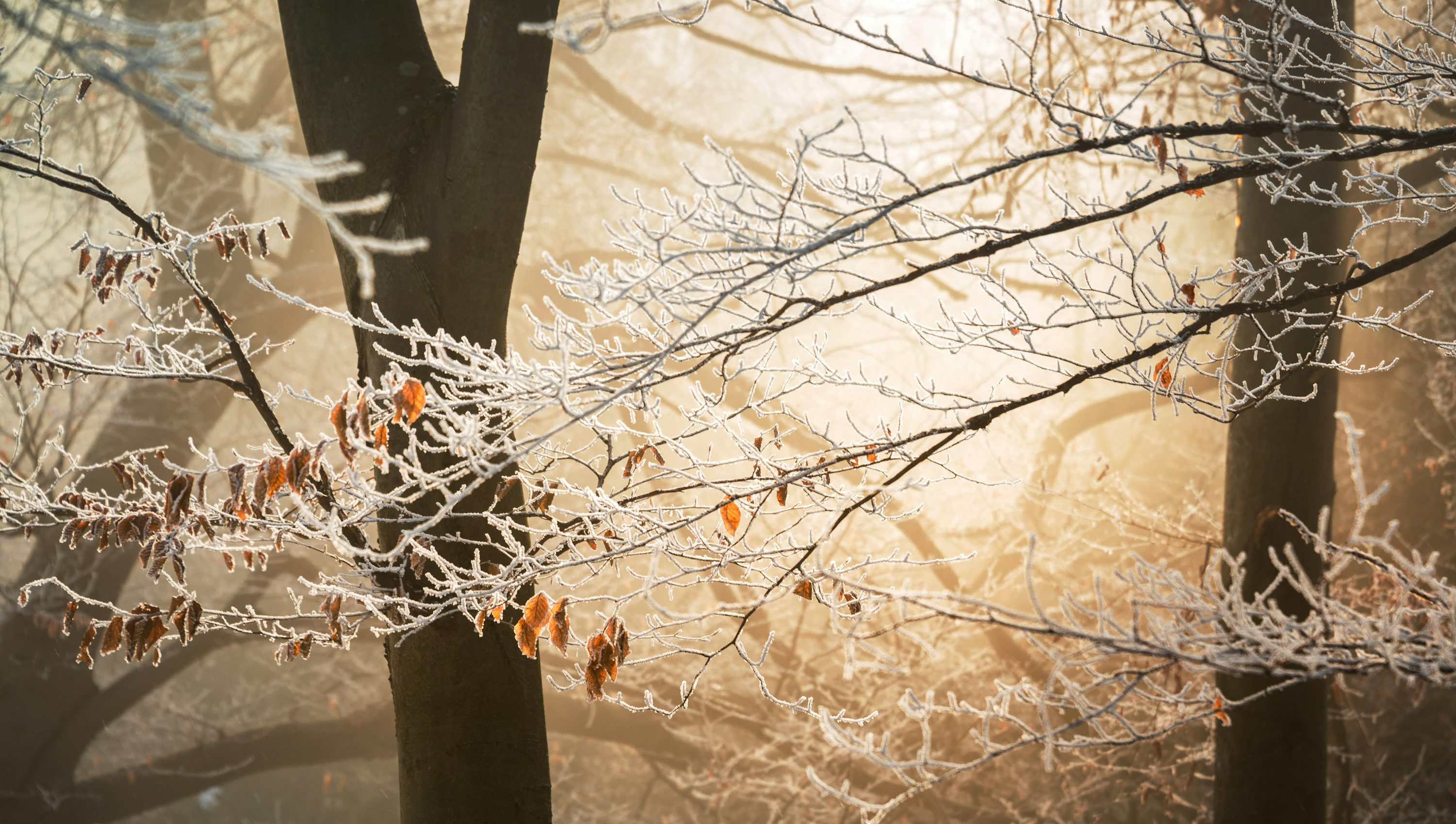30,Frost Picture. Download Free