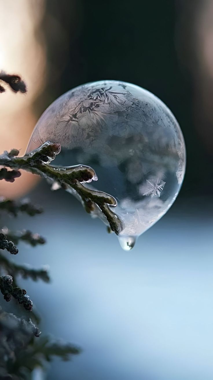 Wallpaper branch, christmas tree, drop