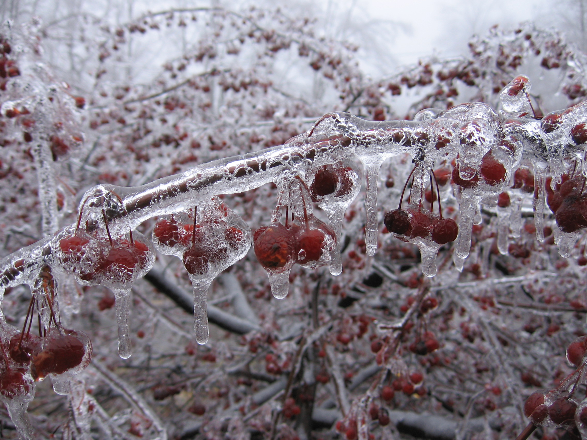Winter Nature's Icy Embrace