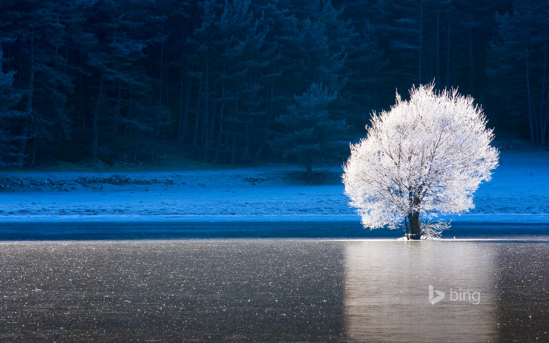 Frozen Lake And Frost Covered Tree