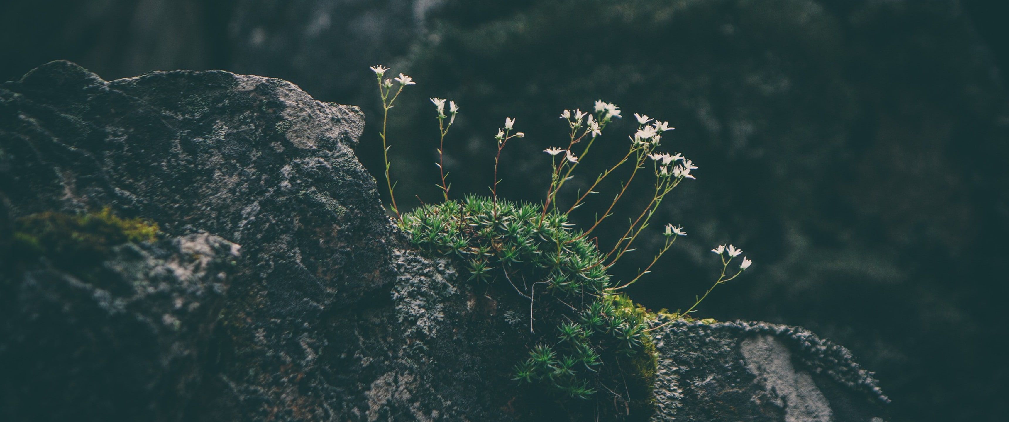 HD wallpaper: 3440x1440 px moss rock