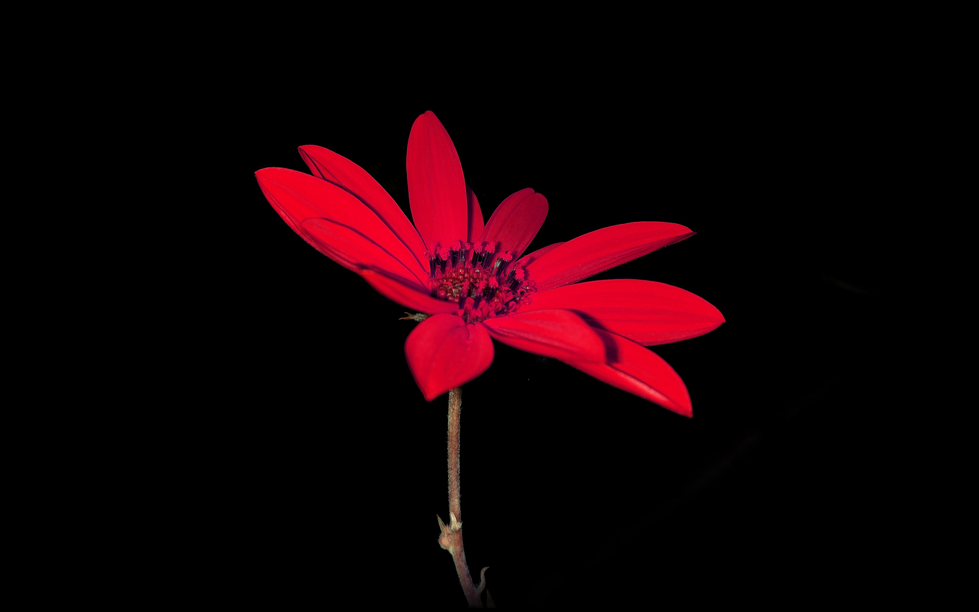 Flower Red Nature Art Dark Minimal