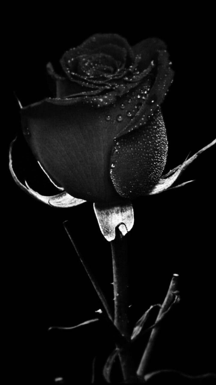 Download free Ebony Flower Black Rose