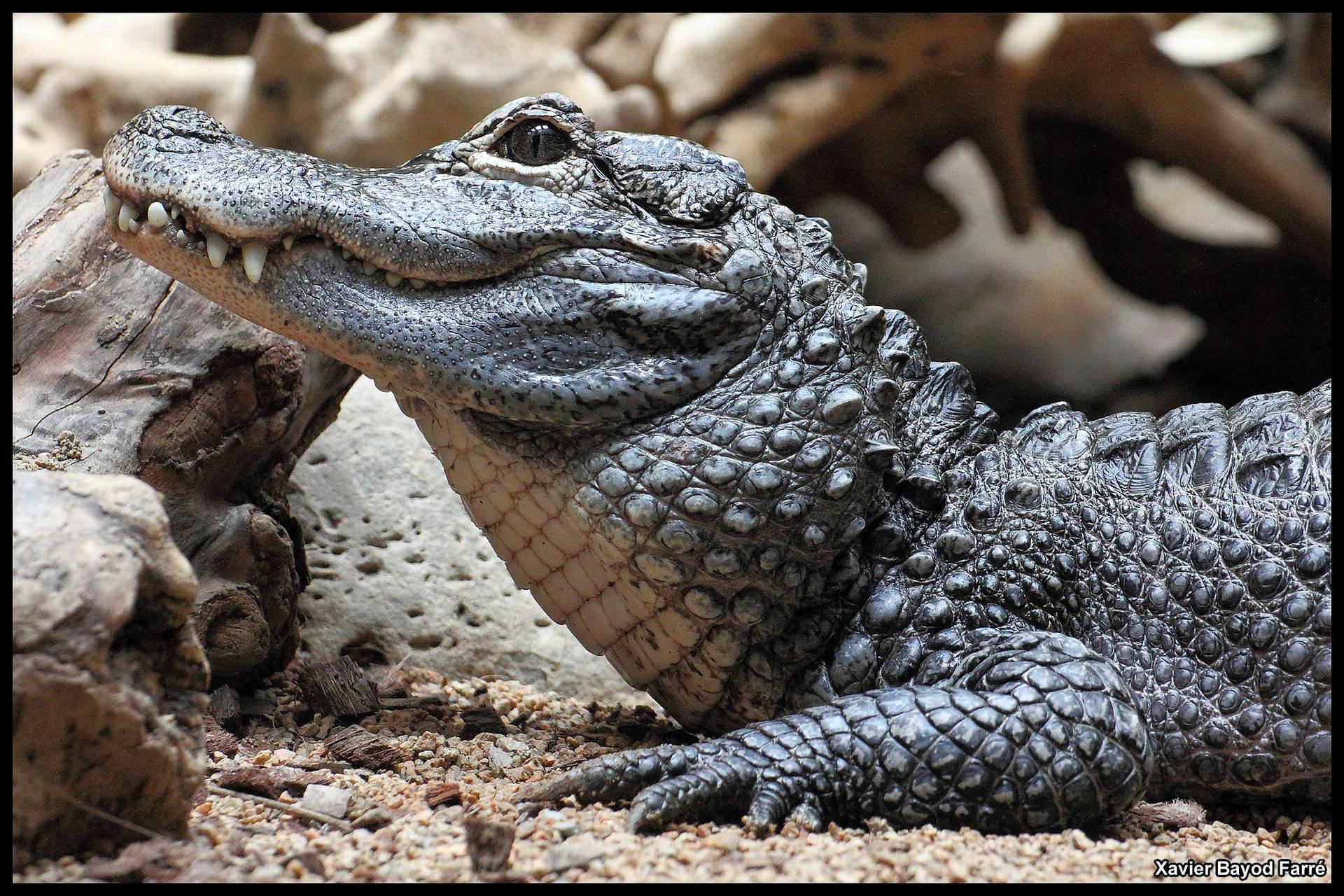 Alligator Background. Wallpaper