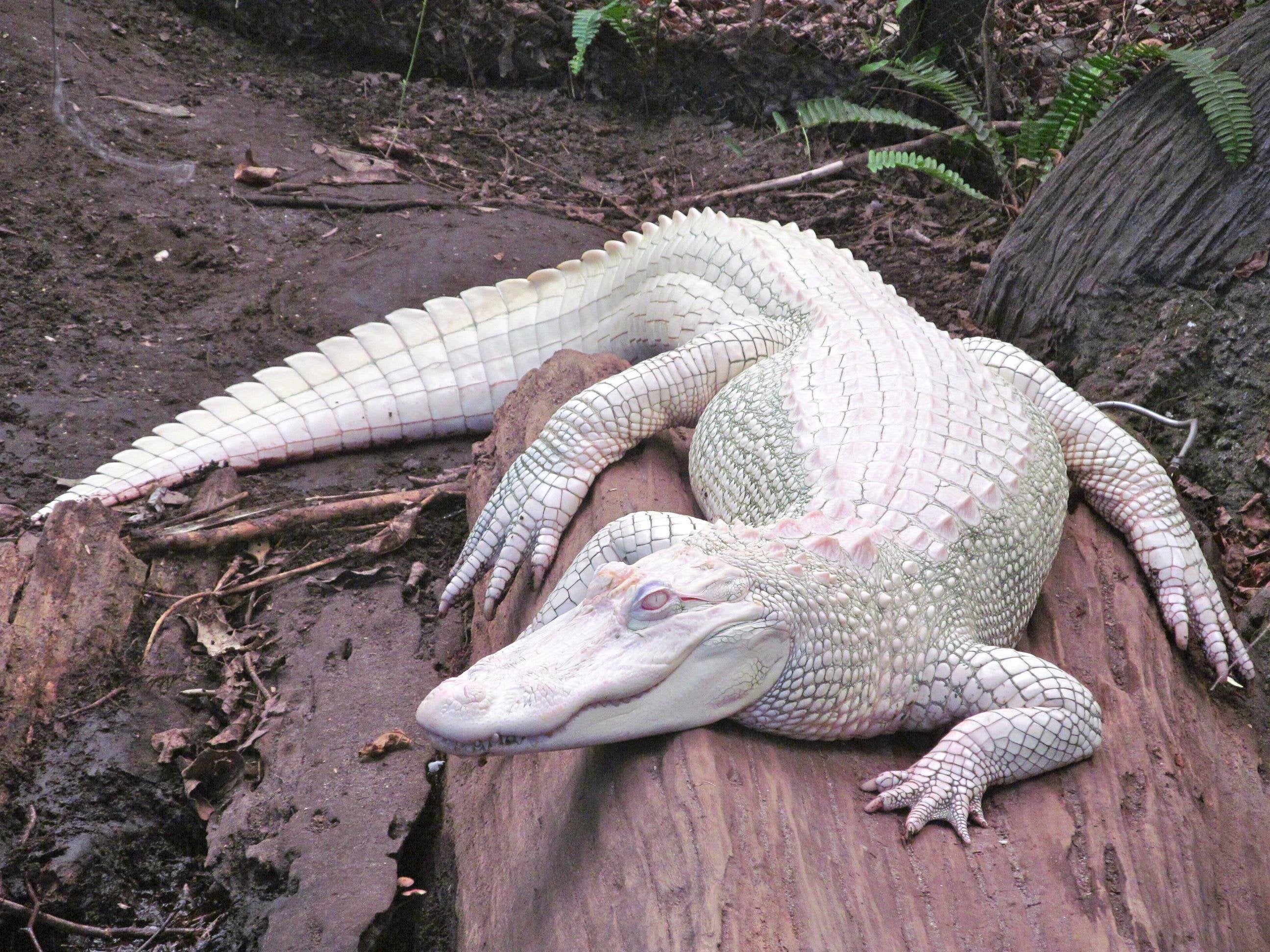 Albino Alligator