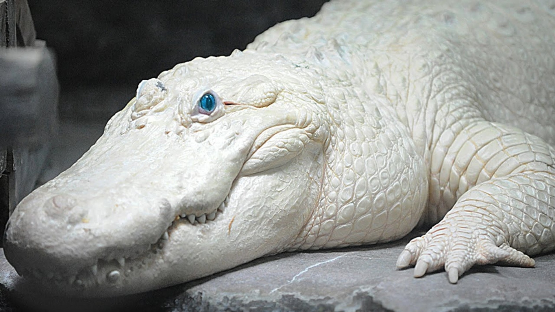 animal, Rare Albino Crocodile