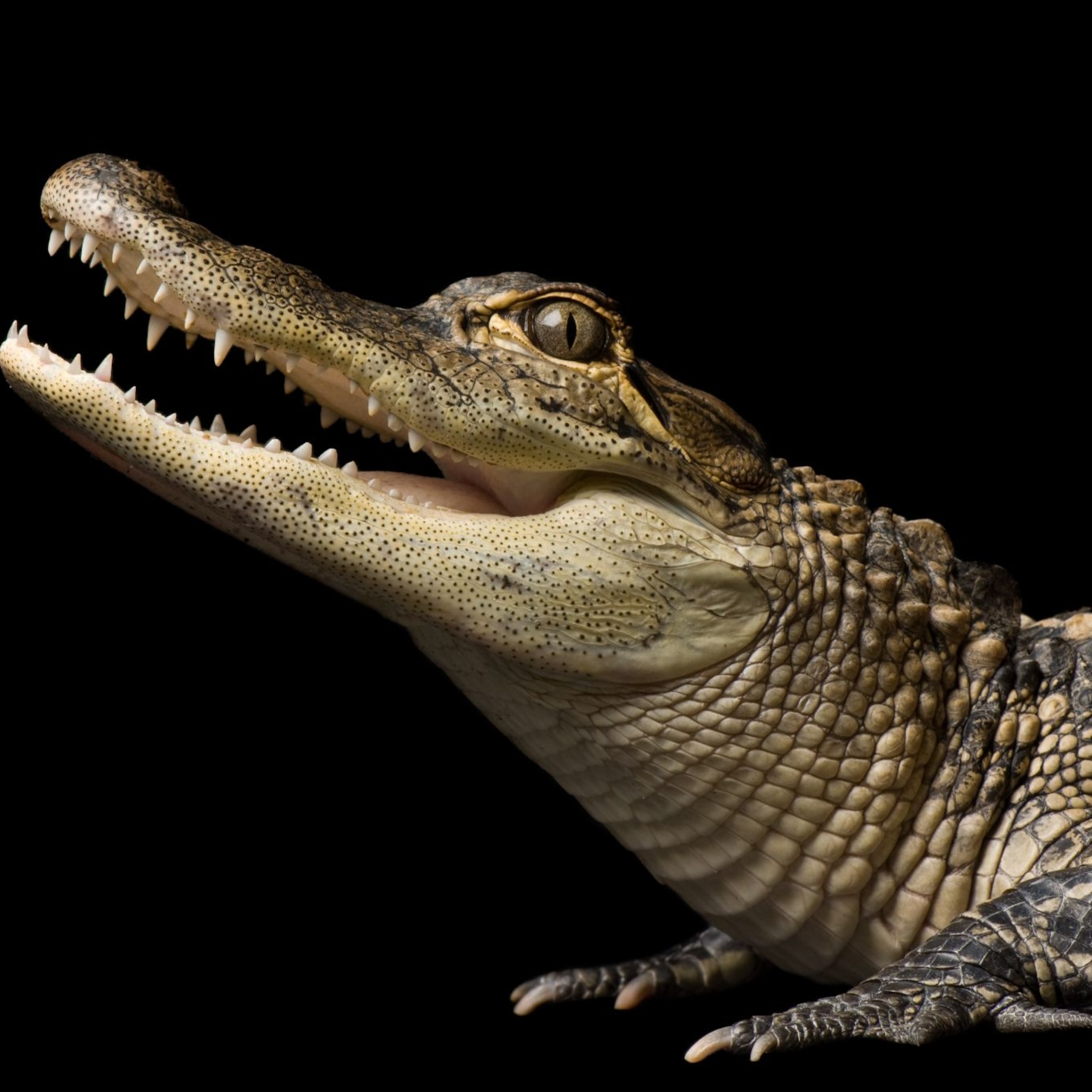 American Alligator