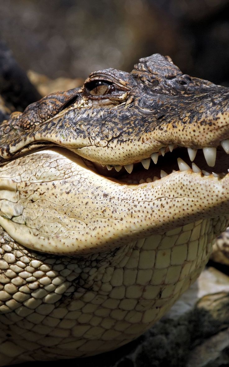 Wallpaper muzzle dangerous crocodile