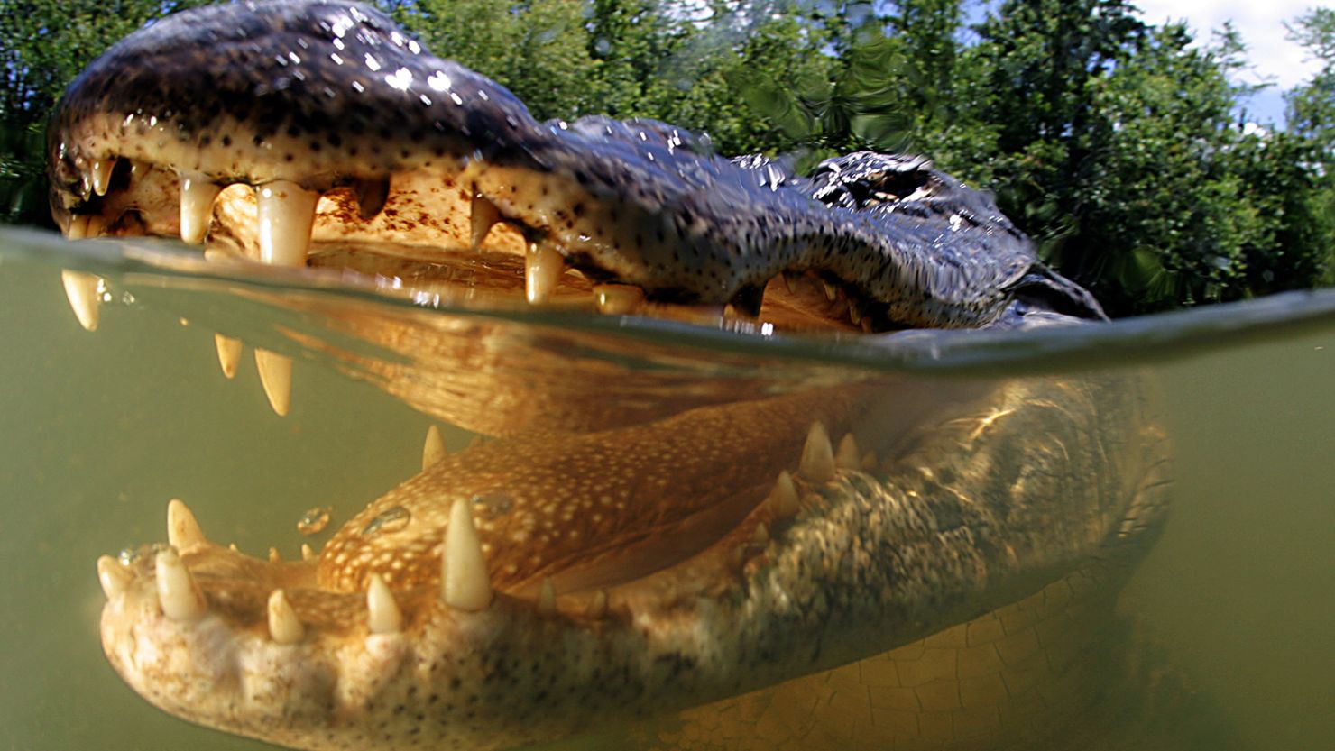 How to survive an alligator attack