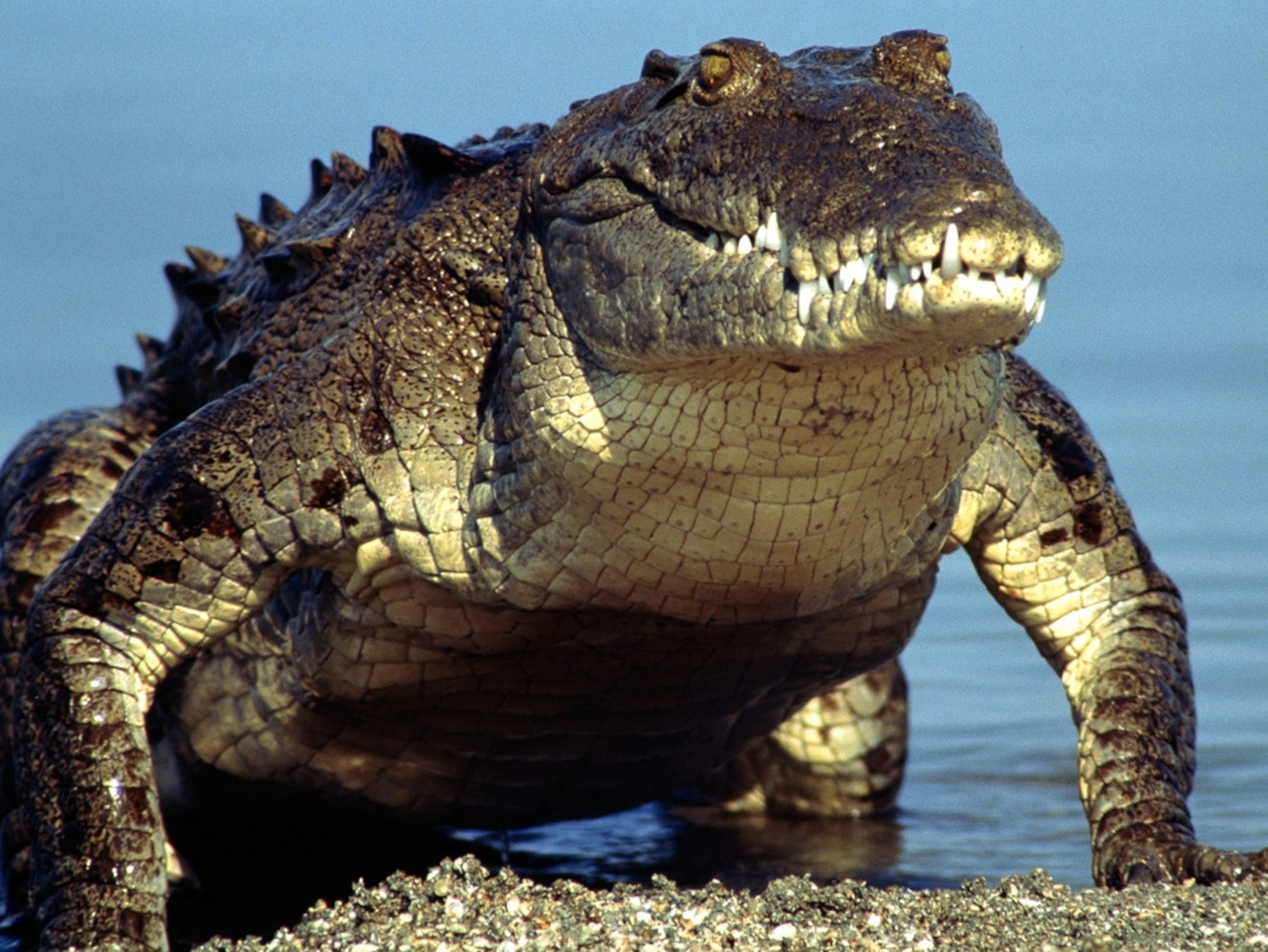 Alligator Picture