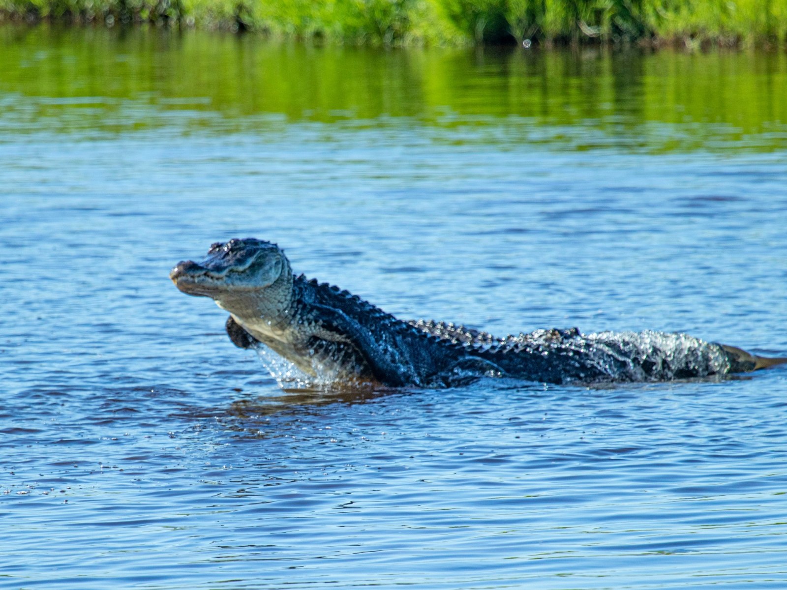 Alligator Bursts From Lake, Launches
