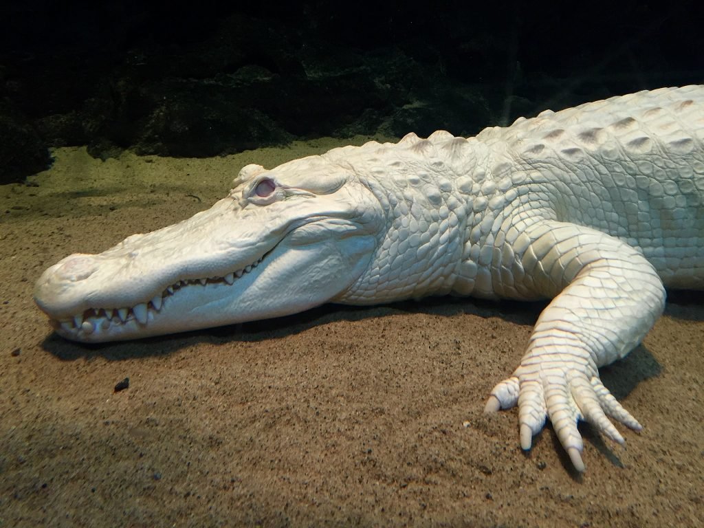 The Secret World of Albino Crocodiles