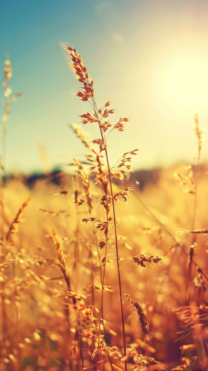 AI free late summer desktop wallpaper