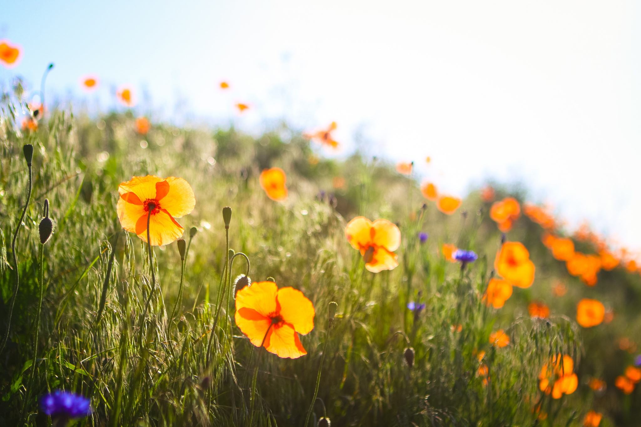 Nature Flower HD Wallpaper