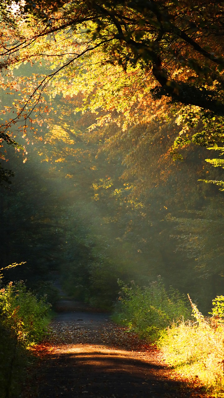 Nature Flora Late Summer photo