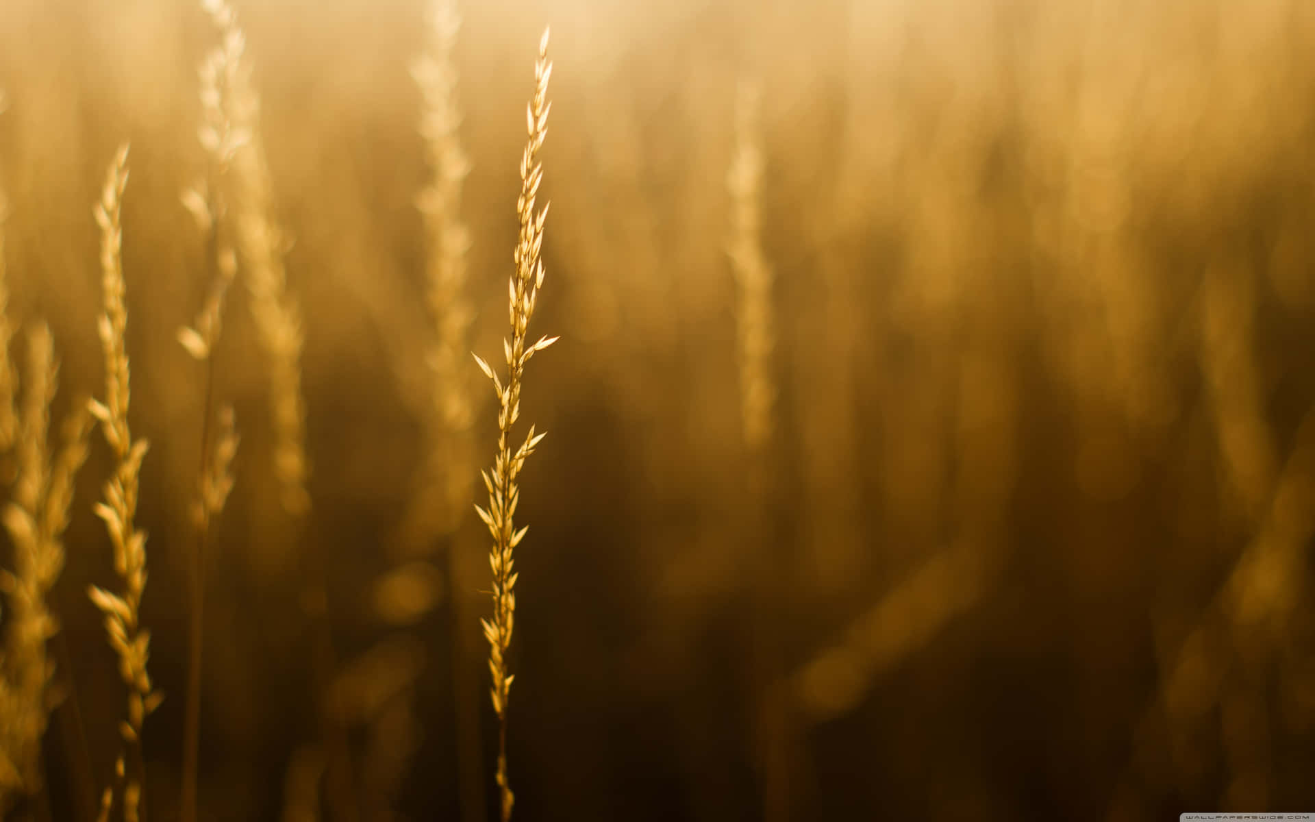 End Of Summer Wallpaper