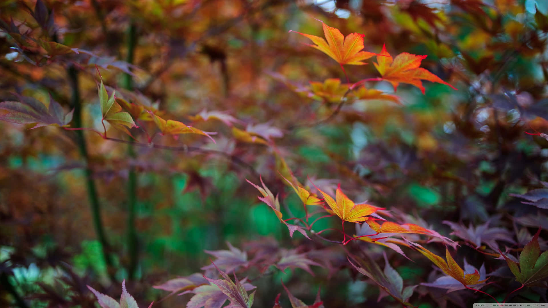 End Of Summer Wallpaper