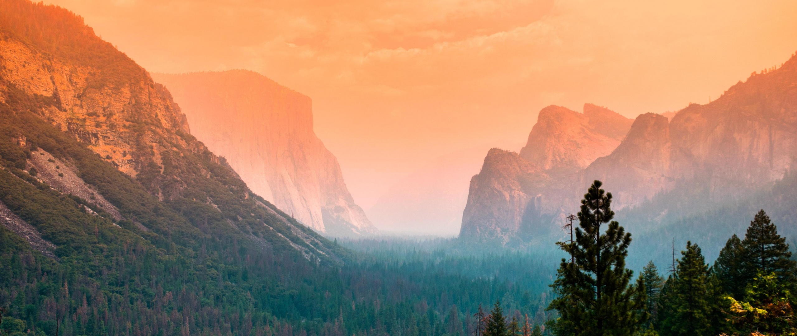 Summer, Green Trees, Orange sky