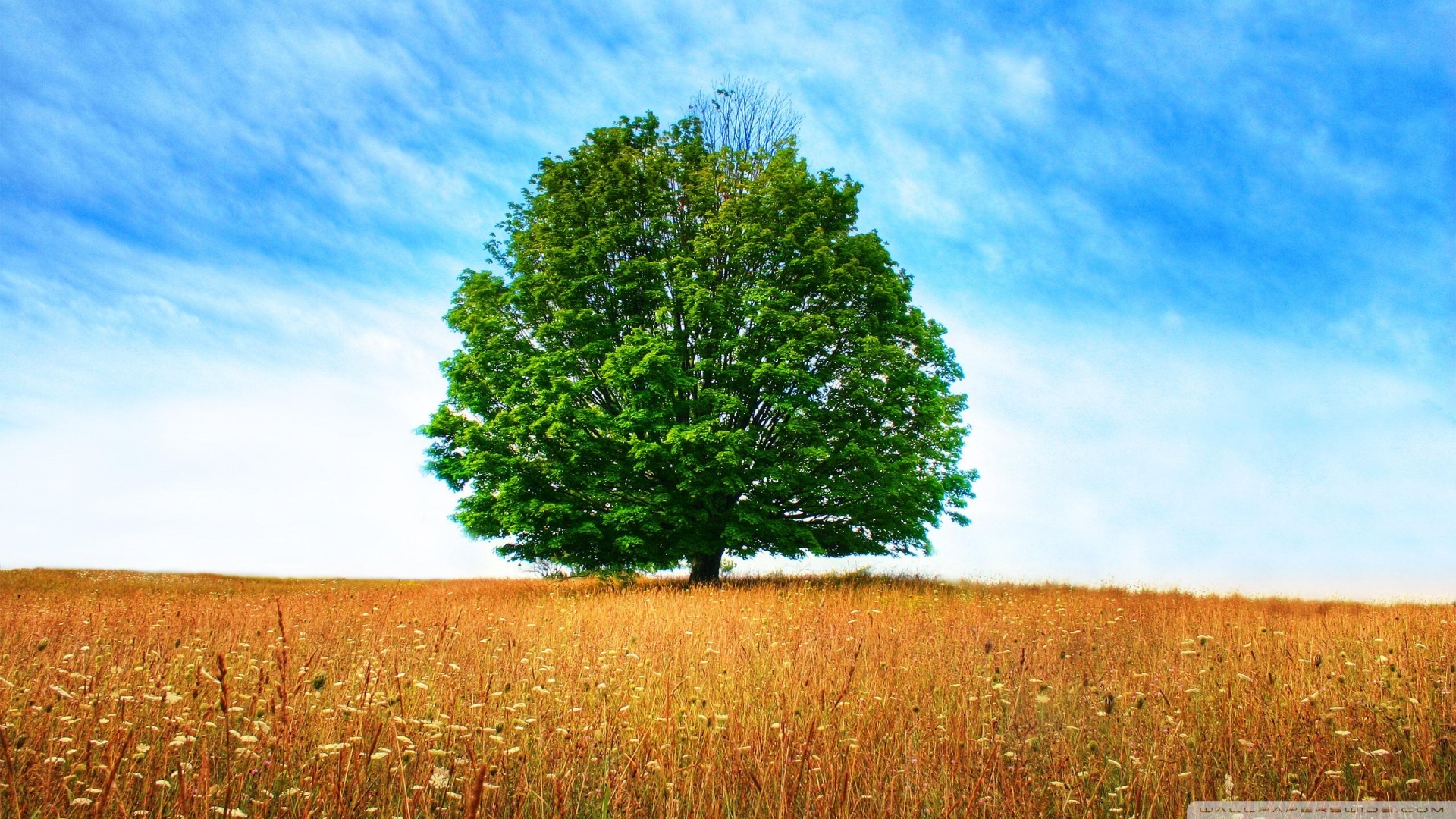 Ultra HD Desktop Background Wallpaper