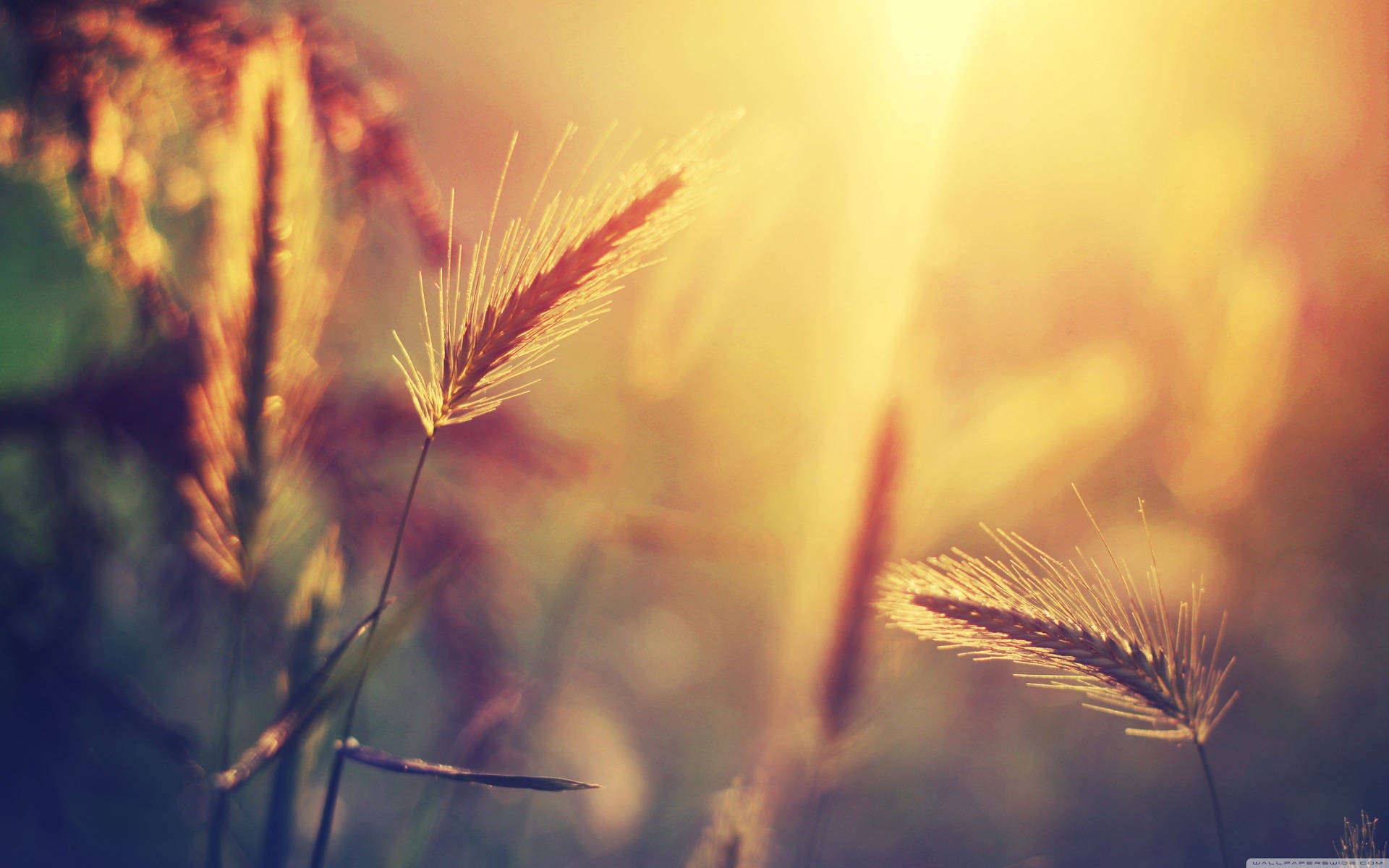 Download free Enjoying A Lazy Summer