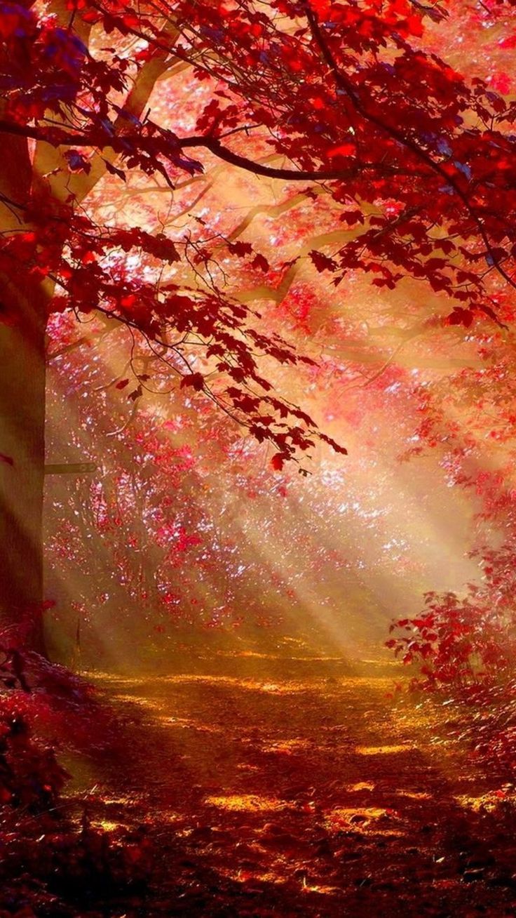 Sunlight In Autumn Forest In 1080x1920