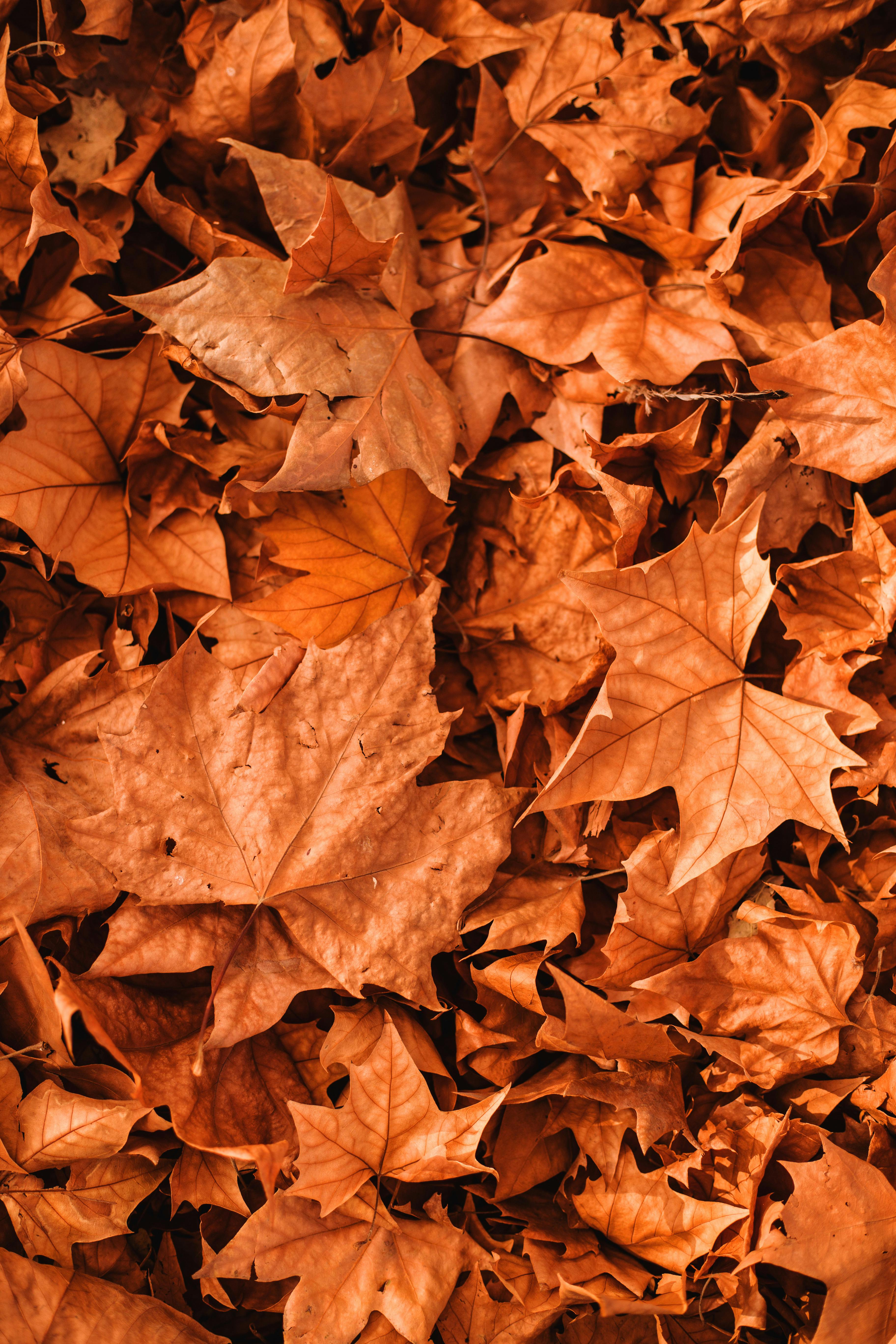 Fall Background Photo, Download