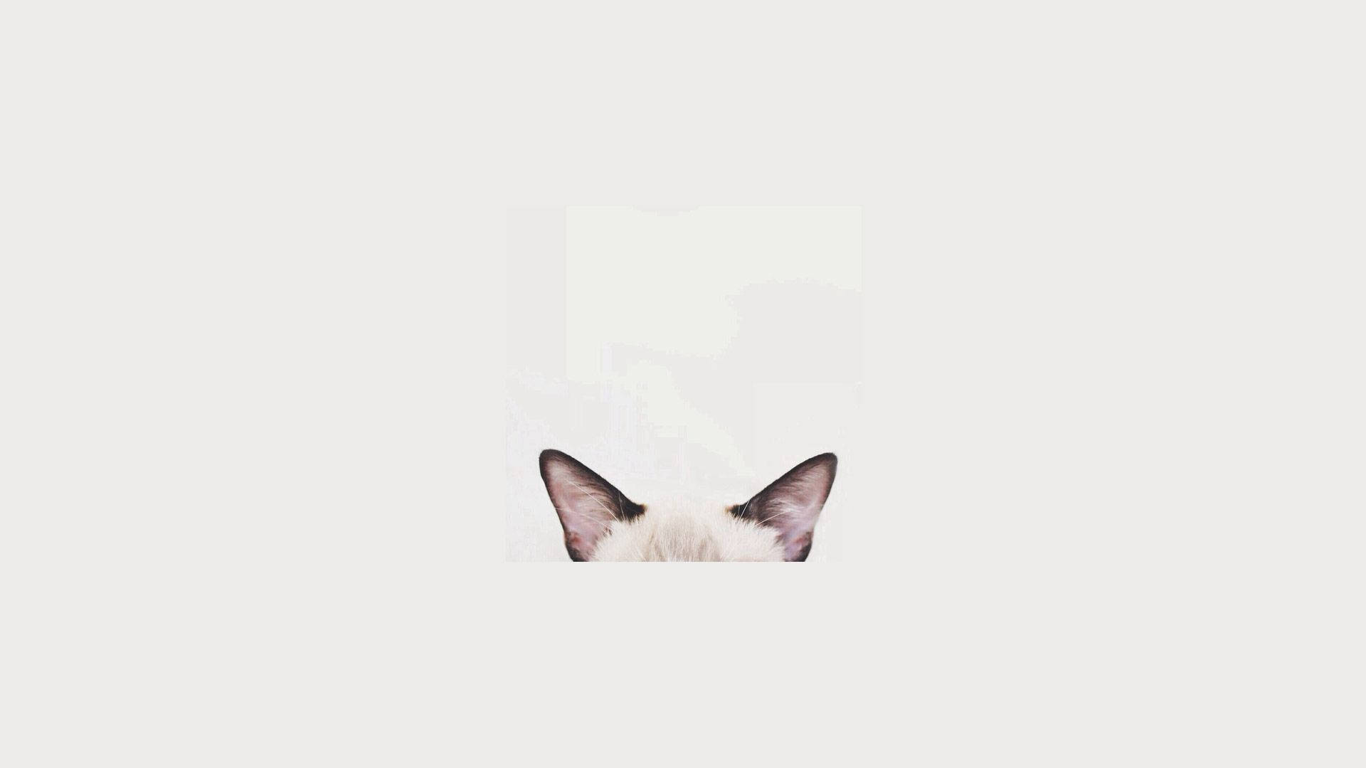 Cat Computer Wallpaper