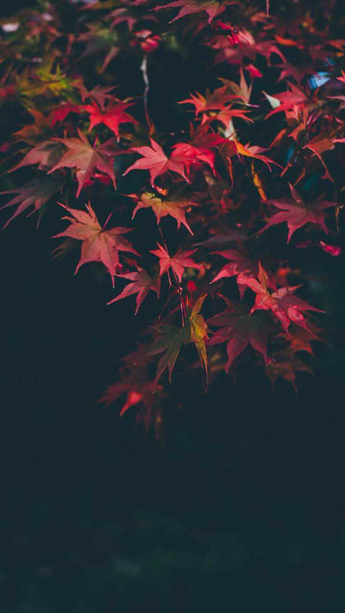 Dark Autumn Wallpaper