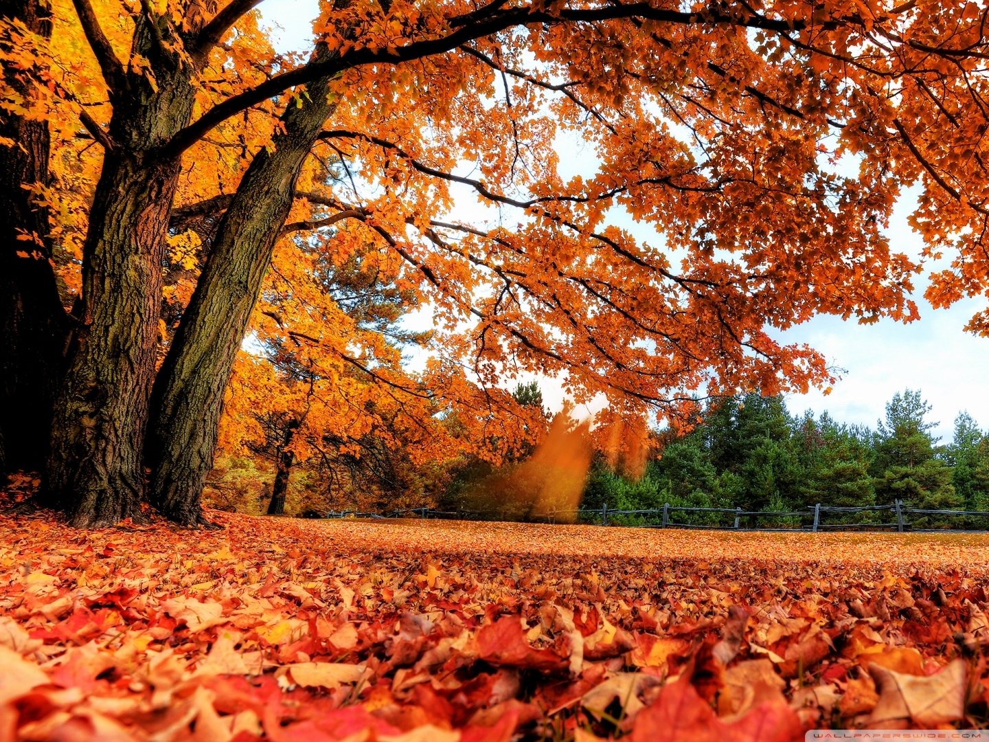 Ultra HD Desktop Background Wallpaper