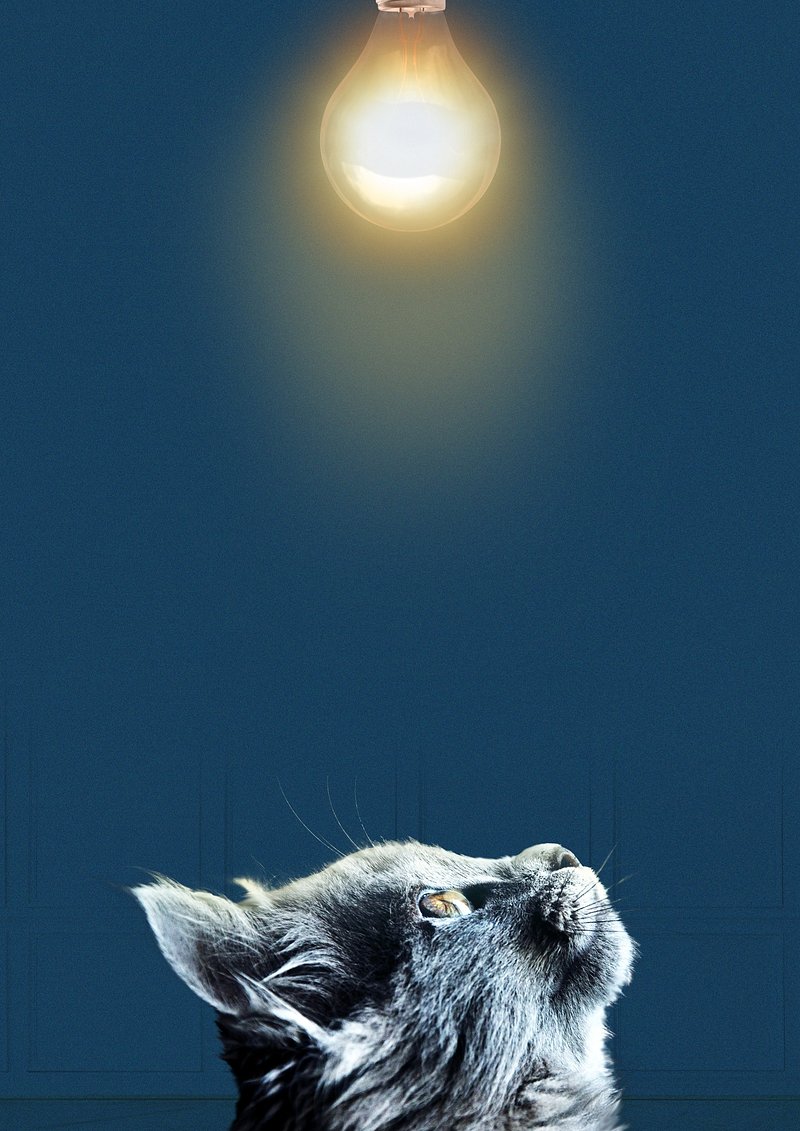 Black cat border iPhone wallpaper