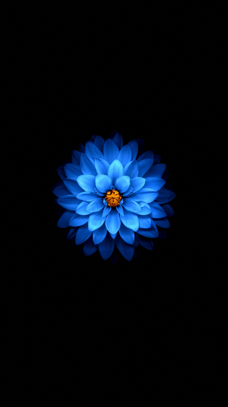Download wallpaper 750x1334 blue flower