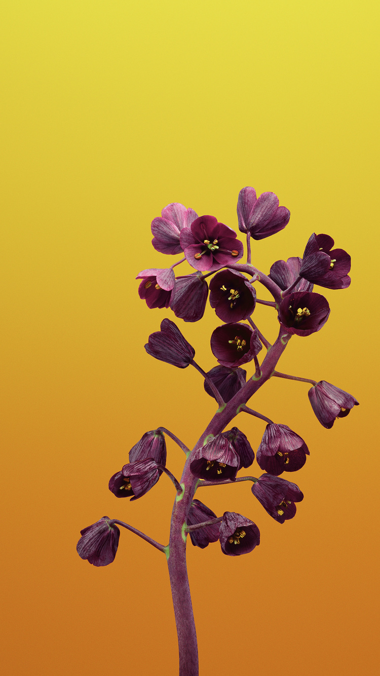 Ios 11 Flower Fritillaria